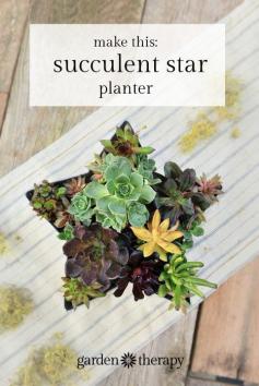 
                    
                        Succulent Star Outdoor Wall Planter or table decor DIY.
                    
                