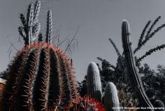 
                    
                        Arizona in Stanford, South Africa
                    
                