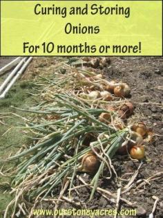 
                    
                        Curing and Storing Onions
                    
                