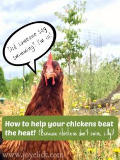 
                    
                        How to keep chickens cool in summer's heat. | Farm Girl Inspirations
                    
                