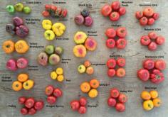 
                    
                        tomato names working hands 2015
                    
                