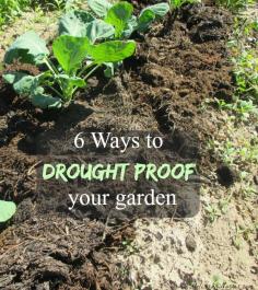 
                    
                        Worried about your plants in the hot summer months or during a water shortage? Learn how to use these 6 easy tips to drought proof your garden.
                    
                