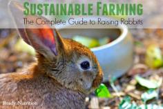 
                    
                        Experienced rabbit breeder, Ruby Burks details how to begin sustainable farming measures by caring for rabbits. Her primer outlines what breed to choose, housing and feeding rabbits to use as meat ...
                    
                