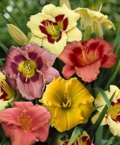 
                        
                            Look what I found on #zulily! Three-Piece Daylily Mix #zulilyfinds
                        
                    