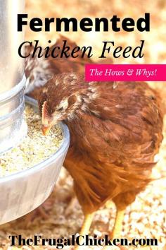 
                    
                        Worried fermented chicken feed isn't worth the trouble? In fact, it's one of the most beneficial things you can do for your flock! Here's how and why! From FrugalChicken
                    
                