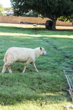 
                        
                            Sustainable farming: Caring For Animals The Way Nature Intended
                        
                    