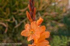 
                    
                        What is a Dutchman in South Africa without an orange flower in his garden?
                    
                