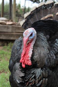 
                    
                        Raising Turkey-An Update! (Broad Breasted Bronze Turkey - Tom)
                    
                