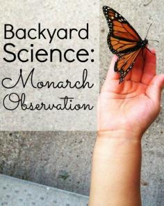 
                    
                        How to Grow Monarch Butterflies in a Jar. This is such a cool science activity (and it's surprisingly easy!)
                    
                