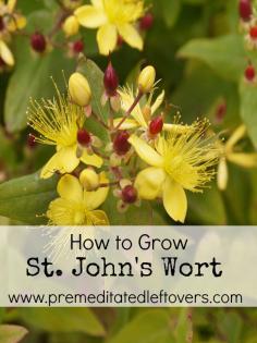 
                        
                            How to Grow St. John's Wort in your garden- St. John's Wort is commonly used for herbal remedies and has beautiful blooms. Growing your own plant is easy with these useful tips.
                        
                    