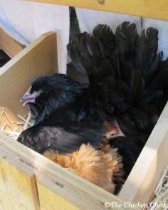 
                        
                            Broken eggs can occur when chickens compete for nest boxes. Broken eggs can then lead to a tasting and then an egg-eating epidemic in the flock.
                        
                    