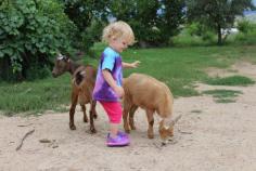 
                    
                        Keeping goats has bee quite the adventure *already!  But watching our daughter with them makes all of the madness worth while :-)
                    
                
