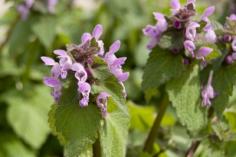 purple deadnettle
Deadnettle Ground Cover: Growing Deadnettle As Lawn Substitute