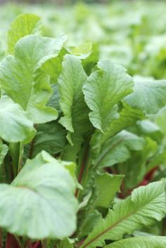 Why Do Radishes Not Form: Reasons A Radish Does Not Form Bulbs