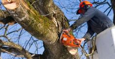 Tree Pruning Gold Coast



For Tree Removing, Stump Removals, Stump Grinding, Tree Pruning, contact the Tree Removal Services Gold Coast, Quality Trees Procedures. Call us for Best Tree Removal Services.
