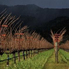 Araujo Estate is inviting three couples to join in this year's harvest. Bart and Daphne Araujo will welcome you to their lovely estate with an exquisite meal, served with Araujo wines. After relaxing for the night in your cozy cottages, you will join the vineyard crew for the morning harvest and observe crush at the winery. To reward your hard work, a delightful picnic lunch will be prepared for your group in the estate olive grove, followed by a massage and spa experience at world famous Spa Solage and dinner on the patio of Sol Bar. Then in September 2016, each couple will receive a case of the wine you helped produce.