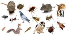 ASRS Pest Solution providing Pest Control services in Sydney.We always take care of our customers requirements.