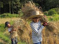 Chariya and child at Tigerland Rice Farm