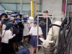 School children watch as a goat is milked.