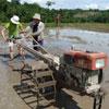 Rice planting - plough to level paddy
