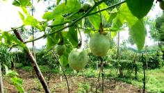 8 Common Problems with Growing Passion Fruits | Hort Zone