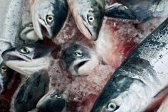 Everything You Should Know About Salmon Farming