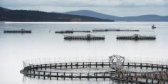 Everything You Should Know About Salmon Farming