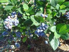 Ditch the plastic tray and learn to grow your own blueberries at home | 1 Million Women