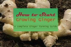 how to grow ginger ... https://farmingmethod.com/grow-ginger/