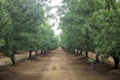How to Determine Optimal Almond Tree Spacing - Growing Produce