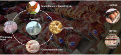 Poultry Layer & Hatchery Management System records all the transactions and activities involved in a hatchery, these solutions application covers all aspects.