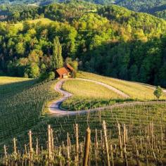 Svečinske Gorice Hills lies Špičnik