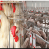 NAVFarm is an effective livestock management software used for Accounting, Tracking Sales, Farming, Purchases, Expenses, Feed Formulation, and Feed Production.