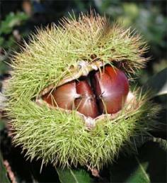 Ruefleur Chestnuts \ Home Page