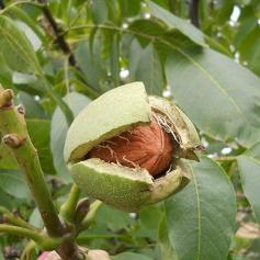 walnut nuts