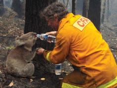 Australia Bushfires