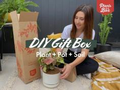 DIY Plant + Pot + Soil Gift Box
