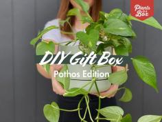 DIY Plant + Pot + Soil Gift Box - Pothos Edition