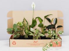 Assorted Pack of Houseplants