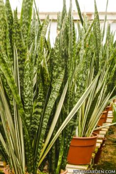 close up of 2 types of tall snake plants sansevierias sit on a bench in a greenhouse
