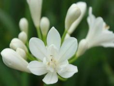 Agapanthus Snowball | Plants in a Box | Free Shipping Australia | Buy Plants Online
