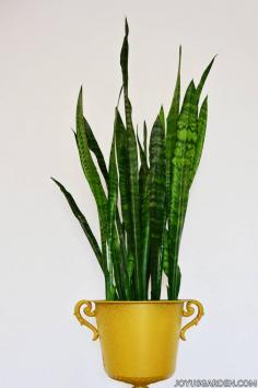 a tall snake plant sansevieria grows in a gold urn pot