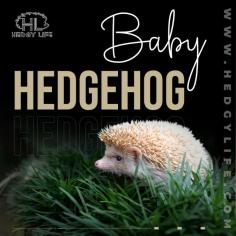 For a variety of reasons, you may need to roll up your sleeves and care for a newborn baby hedgehog. Perhaps your female hedgehog gave birth unexpectedly and you're now trying to figure out what to do. The most common cause of this is when new owners purchase a pregnant pet hedgehog that they were previously unaware of. Another common reason for having to raise newborn hedgehogs by hand is if the mother rejects them for whatever reason. The infants will most likely die if you do not intervene in this scenario. Hedgy Life has more information on how to care for a baby hedgehog.  For more info visit here: https://www.hedgylife.com/hedgehog-breeding/baby-hedgehogs/