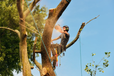 Sydney Urban Tree Services is an established family-owned and operated business specializing in tree removal, pruning, mulching, and stump Grinding in the Blue Mountains. We had services provided by Blue Mountain for ten years, but our team has 20 years of experience. Our team works on the ground, operating saws and chipping wood. We are highly trained in trimming, removing, and maintaining the health of all types and sizes of trees. Visit our website for more information.
https://sydneyurbantreeservices.com.au/tree-removal-blue-mountains/