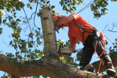 Sydney Urban Tree Services is a family-owned business that was established in 2012. We specialize in pruning, mulching, trimming, stump grinding, and tree removal services in Western Sydney. With over 10 years of experience in the tree industry, we use the latest and most high-performance equipment to ensure maximum productivity, safety, and reliability. Our team works together to serve our commercial, residential, and industrial clients. For more details, please visit our website.
https://sydneyurbantreeservices.com.au/tree-removal-western-sydney/