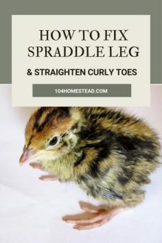 Spraddle leg/splayed legs are a common problem in chicks that can be easily cured if caught early. Learn how I do it with a drinking glass.