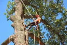 Keep your trees healthy and well-maintained with expert tree trimming services in Inner West. Our skilled arborists ensure precise trimming to enhance growth, safety, and aesthetics. You can contact us today for reliable tree trimming in Inner West. 
0406 069 696