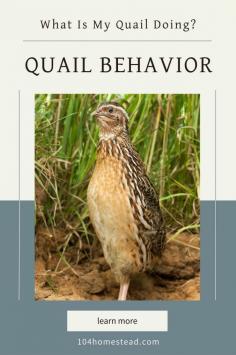 Discover strange and unique quail behavior, from looking dead when they sleep to walking backward to poop. Learn about these odd birds.