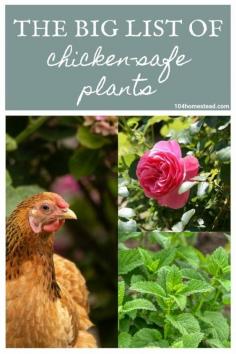 Finding out which plants are chicken-safe and not toxic can be challenging. Find the best chicken-friendly plants to grow around your coop.