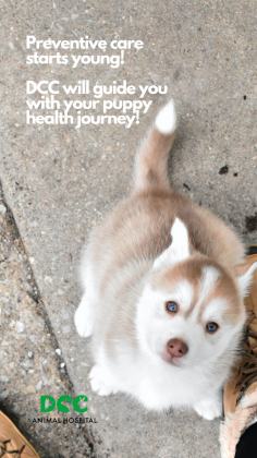 Preventive care starts early! At DCC Animal Hospital, we ensure your puppy gets the best start with expert guidance on vaccinations, nutrition, and overall well-being. Let’s build a healthy future together! Visit us today. #PuppyCare #PreventiveHealth #DCCAnimalHospital